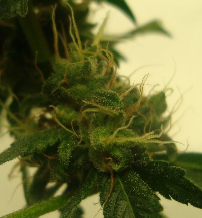 Plant22