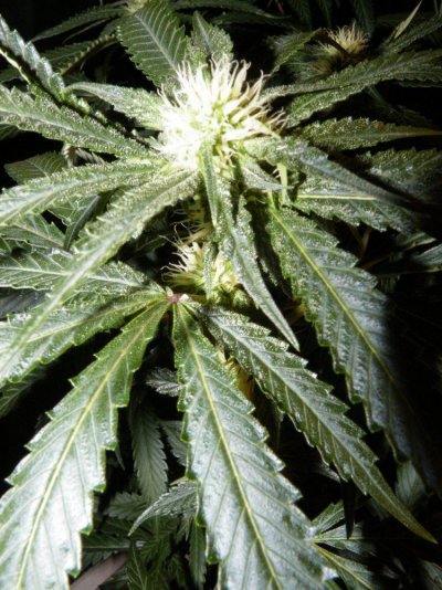 sfv-og-(5).jpg