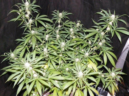 green-crack-(2).jpg