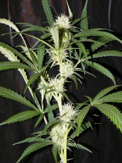 green-crack-(3).jpg