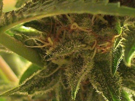 tpogk#4-11.jpg