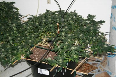 28 th day in bloom 013 (Medium).jpg