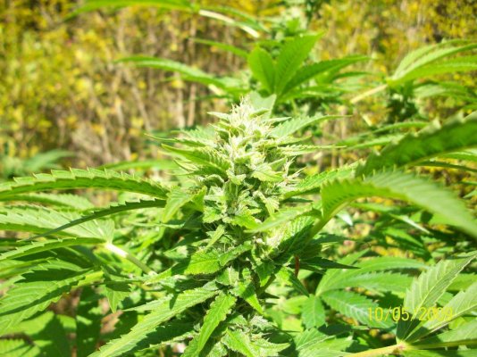 Outdoor Headband x OG
