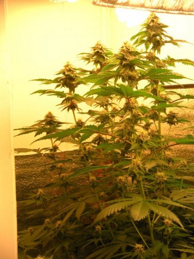 thcfarmers 054small.jpg