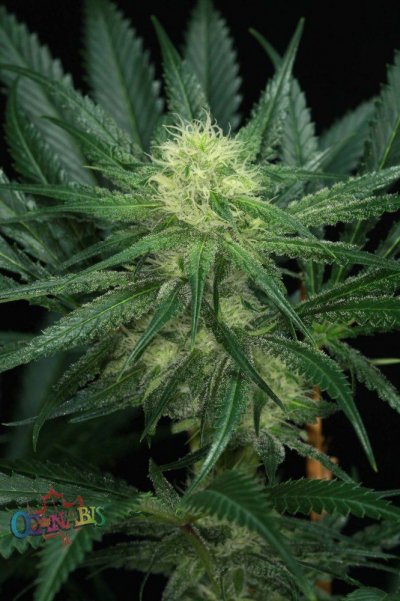 Pheno #4-7-1 copy.jpg
