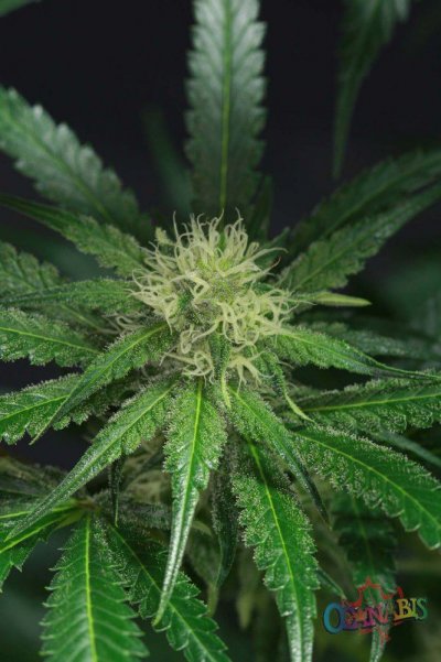 Pheno #4-11-1 copy.jpg