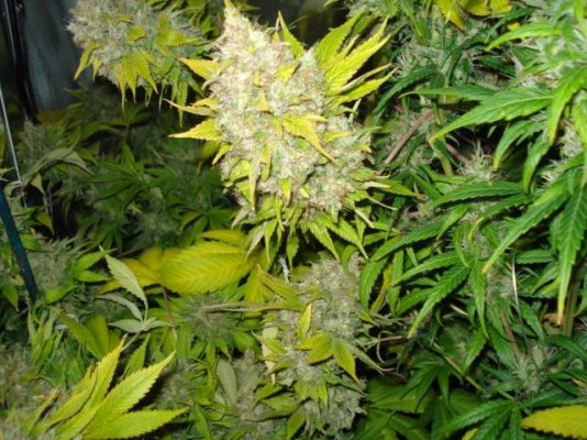 SS IceCool +GH SSH 61 days flowered 006.jpg