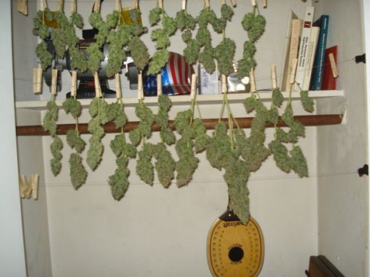 SS IceCool harvest 011.jpg