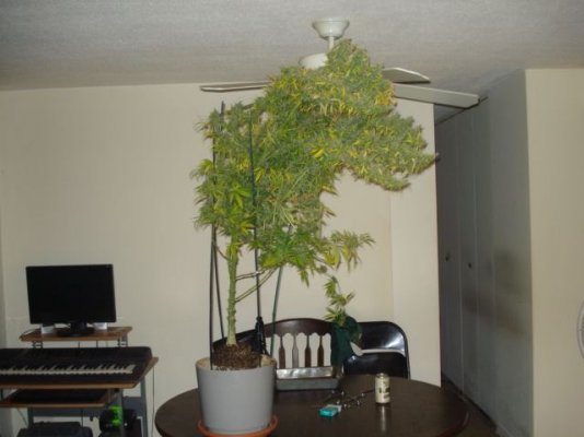 GH SSH 75 days flowered on the choppin' block.jpg
