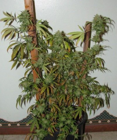 sbdog plant2 [800x600].JPG