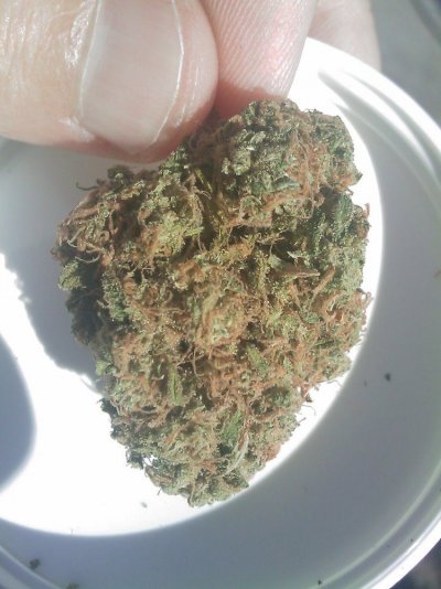 Fire Skunk?