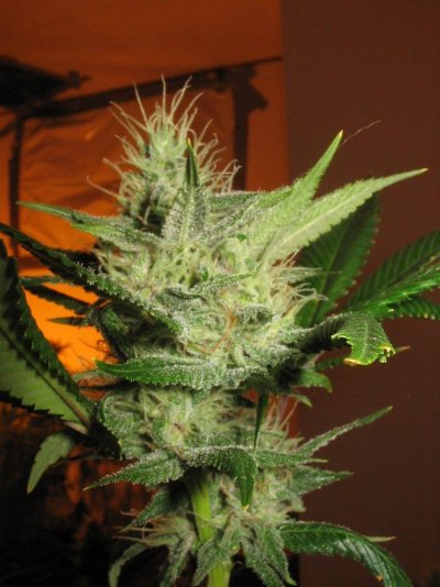 cheesexsweettoothpheno2-(7).jpg