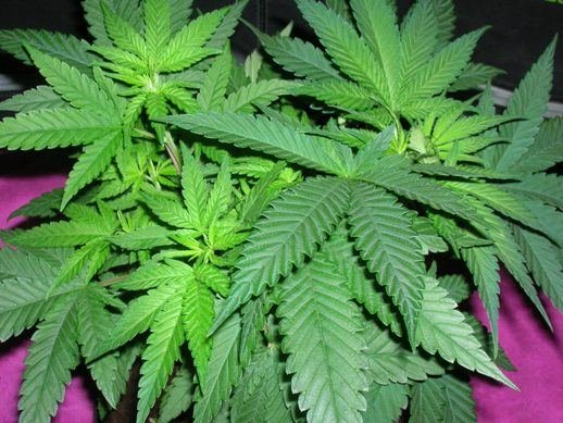 c99-x-grape-romulan.jpg