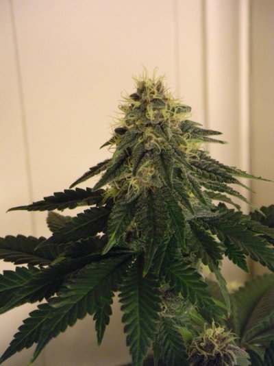 Jackberry62small.jpg