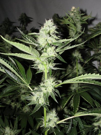 = The BEST OG Kush Clone Only=