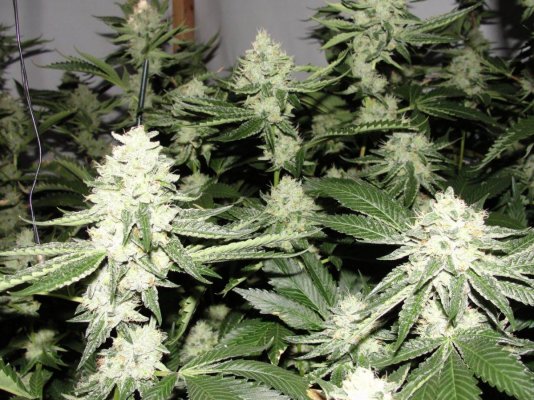 = The BEST OG Kush Clone Only=