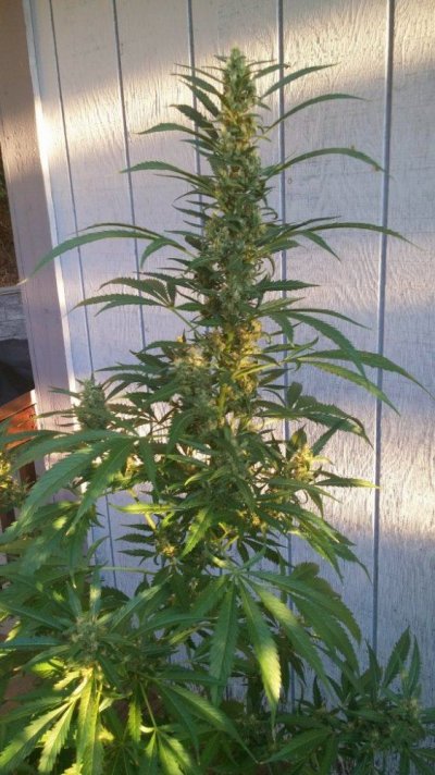 My Mountain Tree House Grow