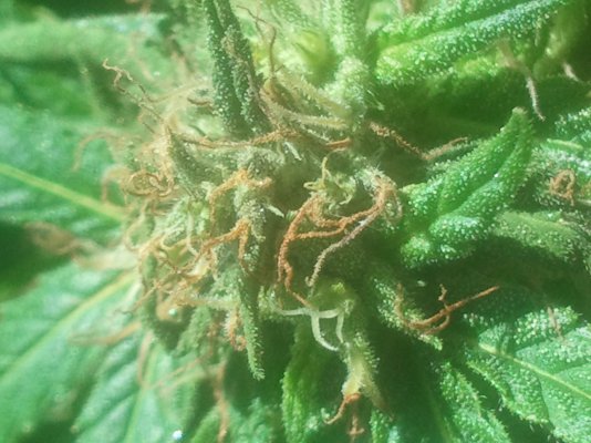 My first Grow...is it ready to harvest? its about 7 weeks Help me!!