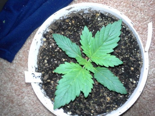 The next grow and others