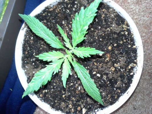 The next grow and others 3
