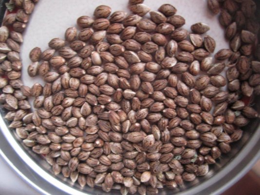 Seed Junkie Seeds