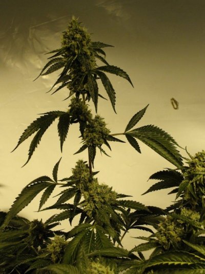 = The BEST OG Kush Clone Only=