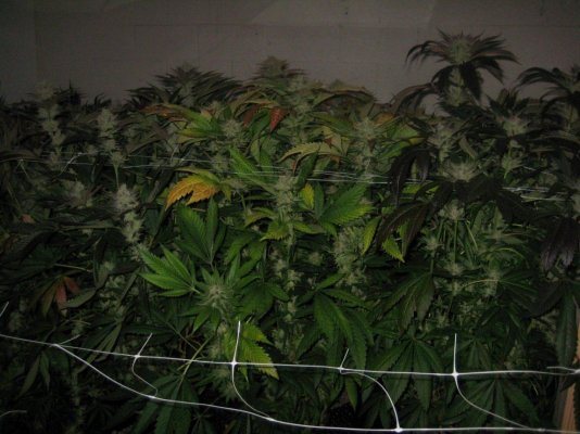 Alien Genetics