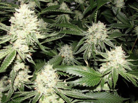 = The BEST OG Kush Clone Only=
