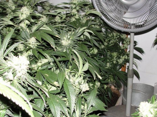 = The BEST OG Kush Clone Only=