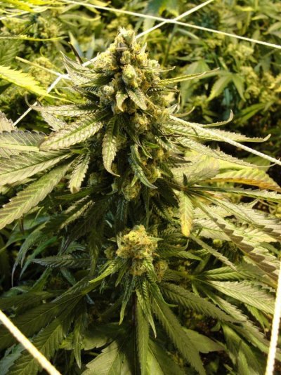 = The BEST OG Kush Clone Only=
