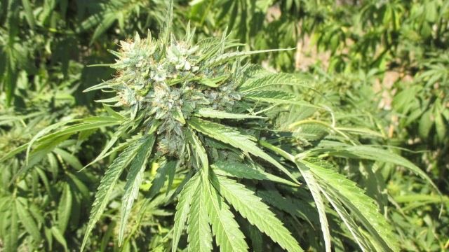 Sour LSD