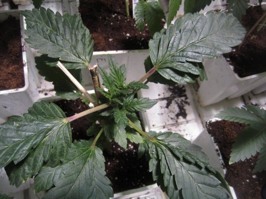 Seed Junkie Seeds