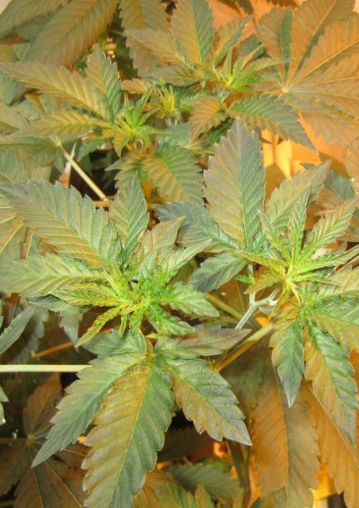 Seed Junkie Seeds