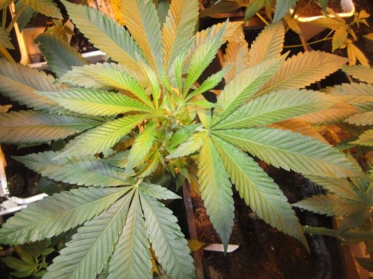 Foo dog F3 vs. Yeti F3 LHB Pheno please stand up!