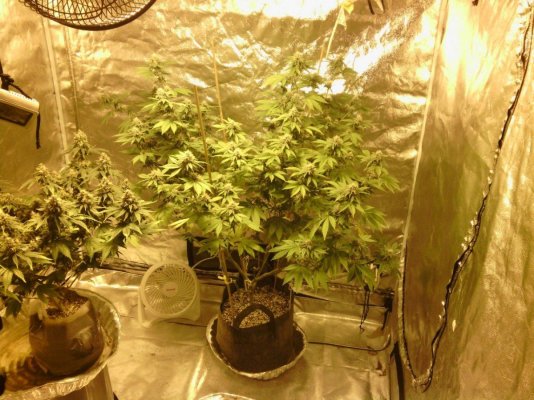 Loompa's Challenge: Yeti F3 by sym