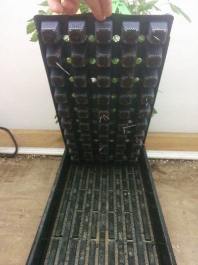 1414245910891 1385862526