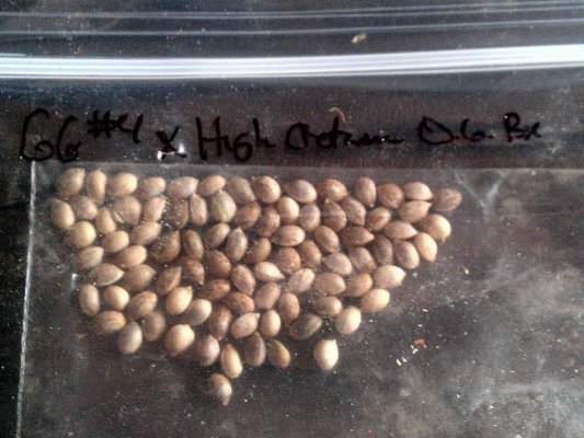 GG4 x HO OGBx  x JabberWocky beans