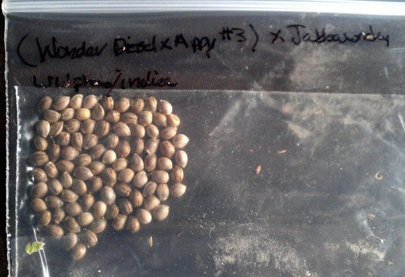 Wonder D x Appy 3 x JabberWocky beans