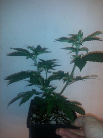 Exploding Roots in COCO