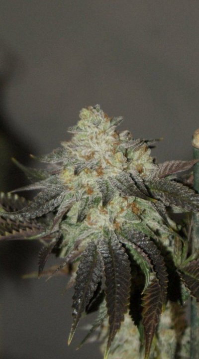 Tre OG (Tahoe OG x Tres Dawg)
