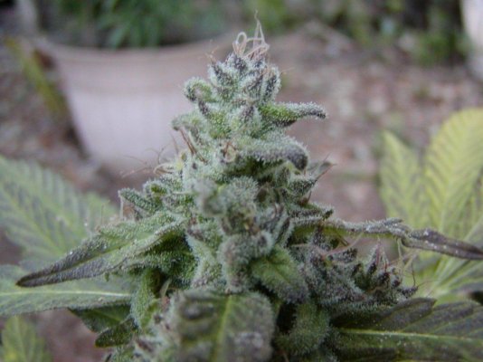 G2 afghan.15.JPG