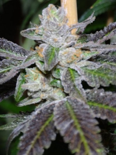 Sunset Sherbet grow log
