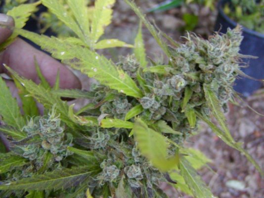 Bluelulu bud.1.JPG