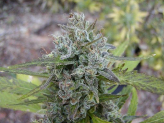 Bluelulu bud.4.JPG