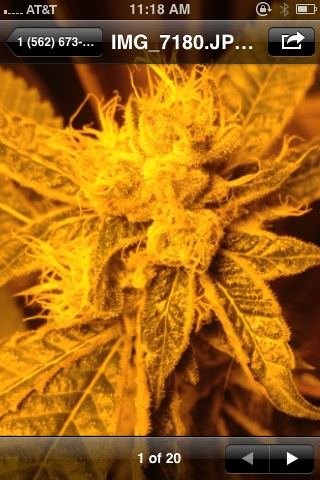 tazzmanian-gardens--only-the-best.jpg