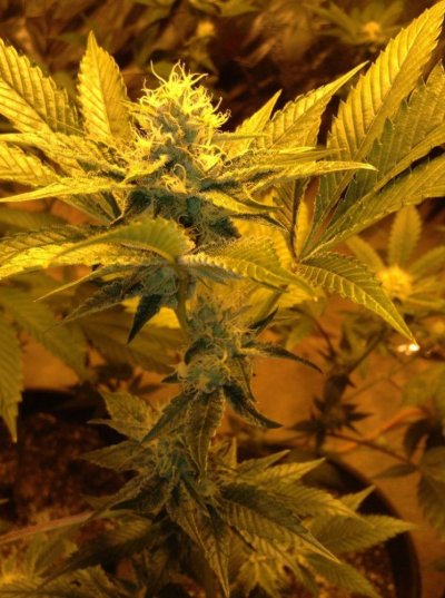 = The BEST OG Kush Clone Only=