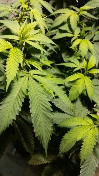 chemdawg-nutrient-deffiency-3.jpg