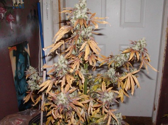 ECSD clone.19.JPG