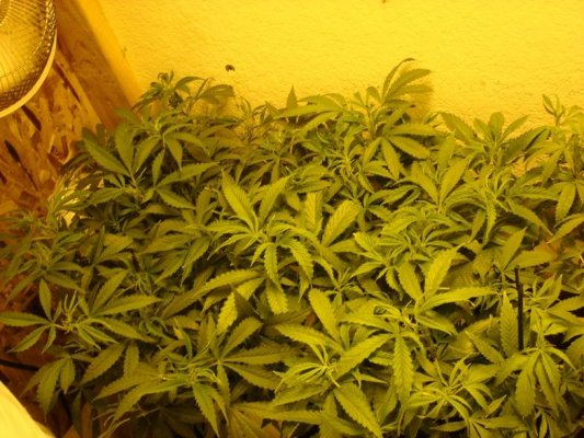 ready-to-flower-pruninglollipoping.jpg