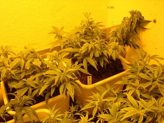 medical-grow--coco-1200w-himalayan-gold--og-kush-4.jpg